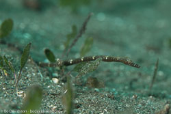BD-151227-Dauin-1111-Corythoichthys-polynotatus.-Dawson.-1977-[Many-spotted-pipefish].jpg